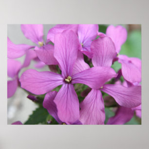 Impresión de flores silvestres púrpuras