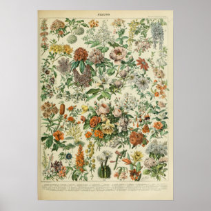 impresión de flores vintage 1909 - Adolphe Millot 