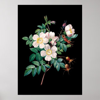 Impresión de fondo negro rosa rosa blanco