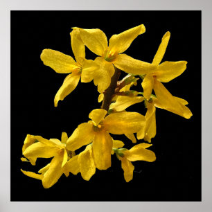 Impresión de Forsythia