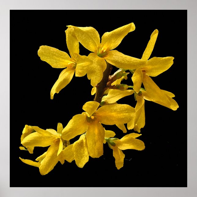 Impresión de Forsythia (Frente)