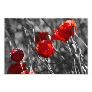 Impresión de foto - Amapolas rojas silvestres