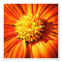 Impresión de foto artística macro de flor naranja