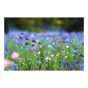Impresión de foto azul de Cornflower