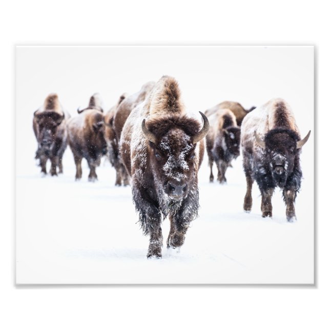 Impresión de foto de búfalos de Yellowstone (Frente)