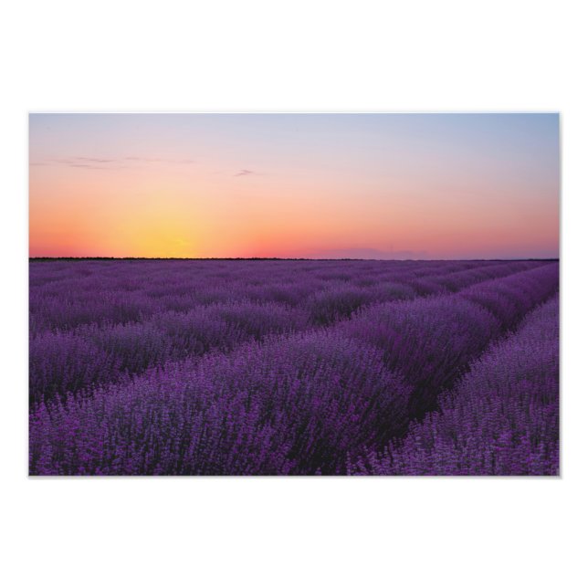 Impresión de foto de campo de lavanda (Frente)