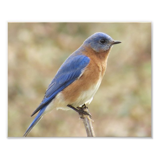 Impresión de foto de Eastern Bluebird (Frente)