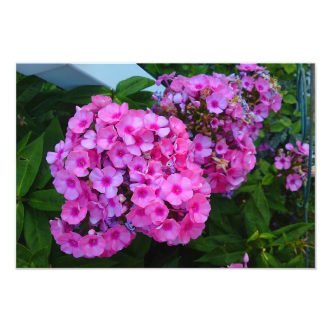 Impresión de foto de flor de Phlox rosa (Frente)