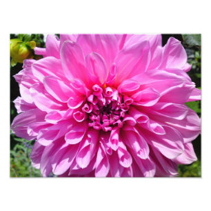 Impresión de foto de flor rosa púrpura Dhalia