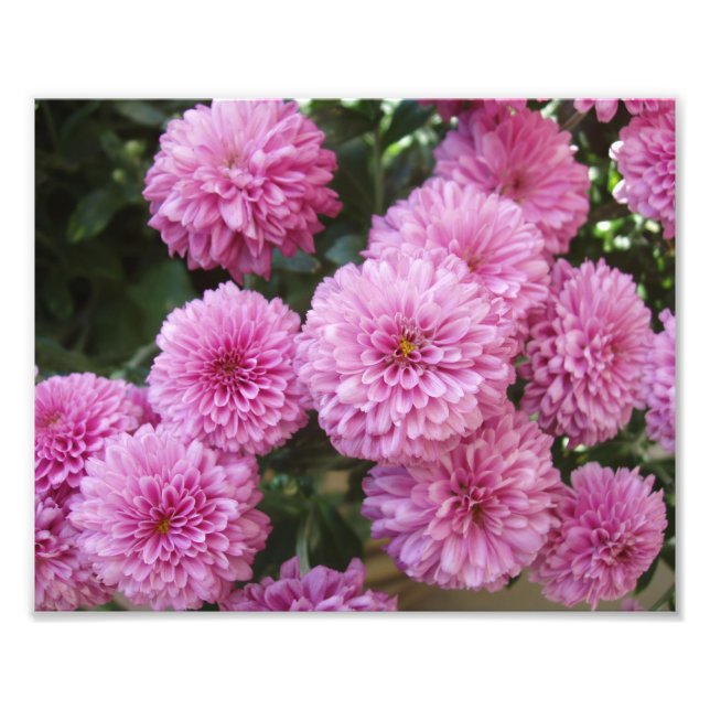Impresión de foto de flores hermosas (Frente)