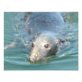 Impresión de foto de foca adorable, desde Cape Cod