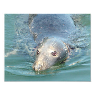 Impresión de foto de foca adorable, desde Cape Cod