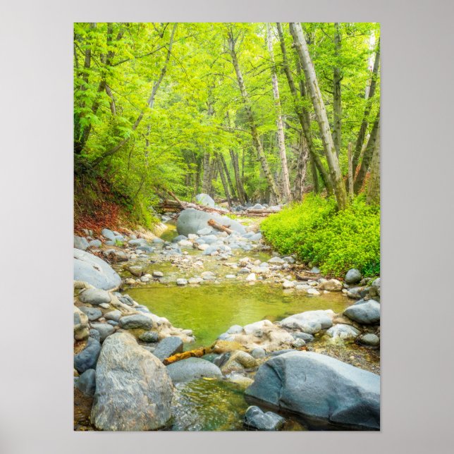 Impresión de foto de Forest Creek | Arte de bosque (Frente)