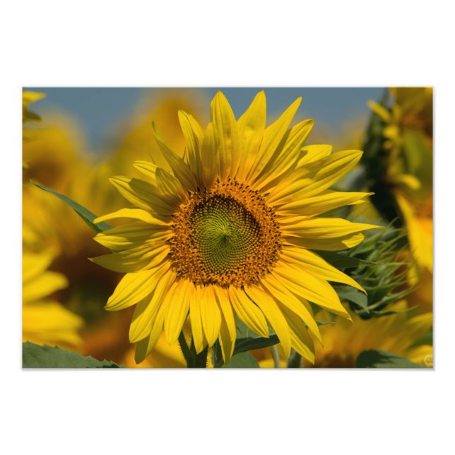 Impresión de foto de girasol (Frente)