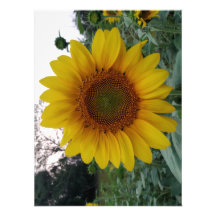 Impresión de foto de girasol en papel premium con