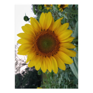 Impresión de foto de girasol en papel premium con 
