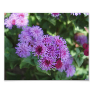 Impresión de foto de hermosas flores