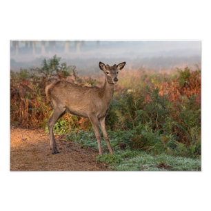 Impresión de foto de impresión de deer rojo