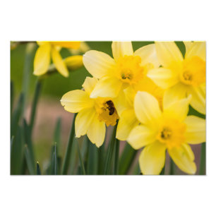 Impresión de foto de narcisos