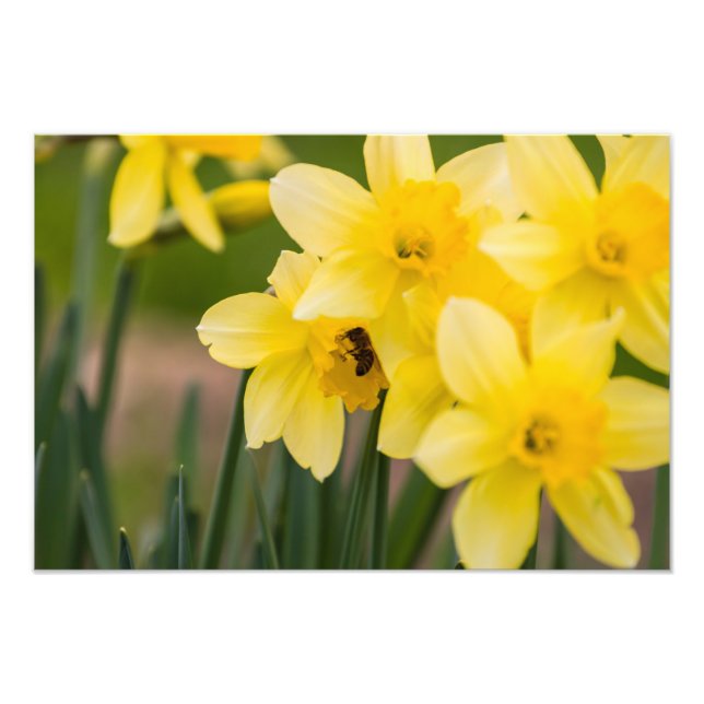 Impresión de foto de narcisos (Frente)
