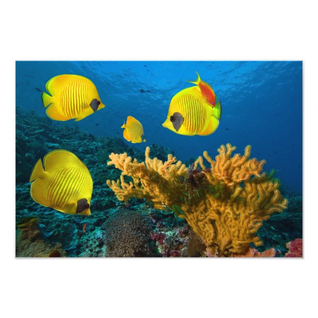 Impresión de Foto de Peces Tropicales (Frente)