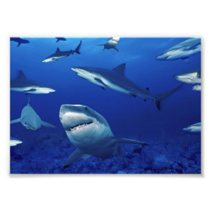 Impresión de foto de tiburones