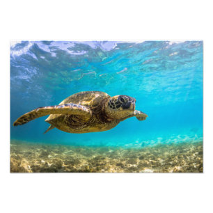 Impresión de foto de tortuga marina