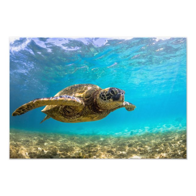 Impresión de foto de tortuga marina (Frente)