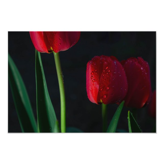 Impresión de Foto de Tulipanes (Frente)