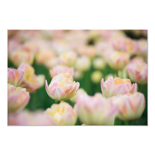 Impresión de Foto de Tulipanes (Frente)