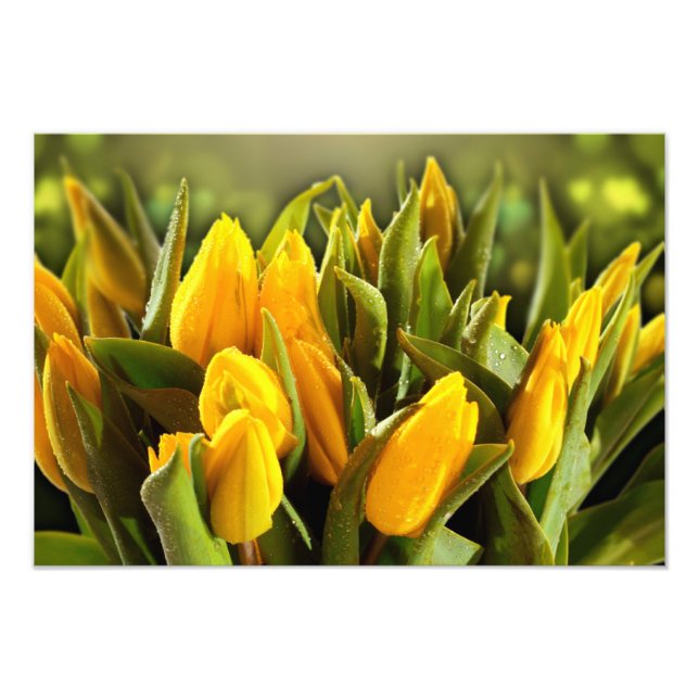 Impresión de foto de tulipanes amarillos (Frente)