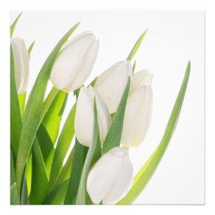 Impresión de Foto de Tulipanes Blancos