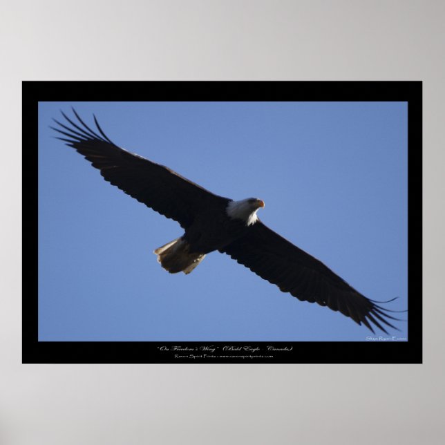 Impresión de foto de vida silvestre del águila cal (Frente)