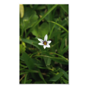 Impresión de foto macro de flor silvestre en un so
