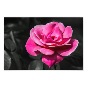 Impresión de foto rosa rosa elegancia