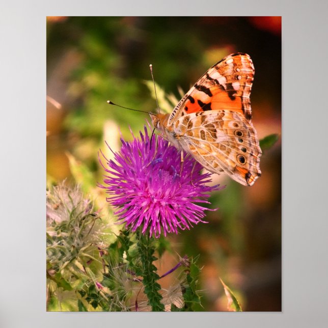 Impresión de fotografía de Espina de Mariposa (Frente)