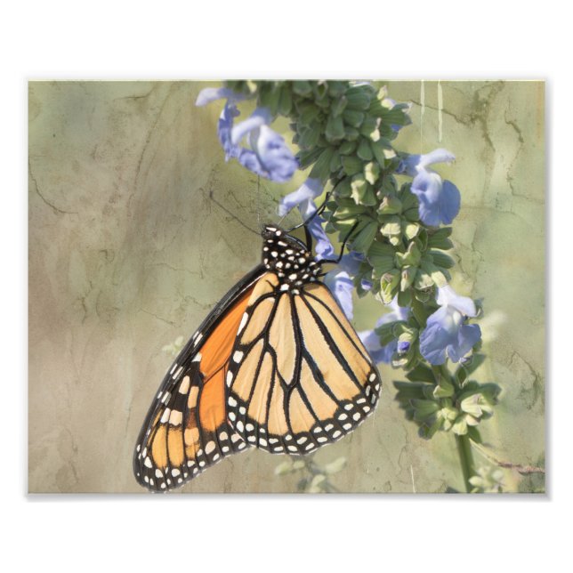 Impresión de fotografía de mariposa monarca (Frente)