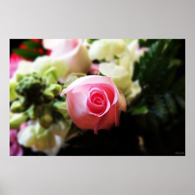 impresión de fotografía de rosa rosa única (Frente)