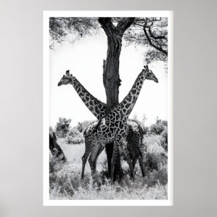Impresión de fotografía de vida silvestre, jirafas