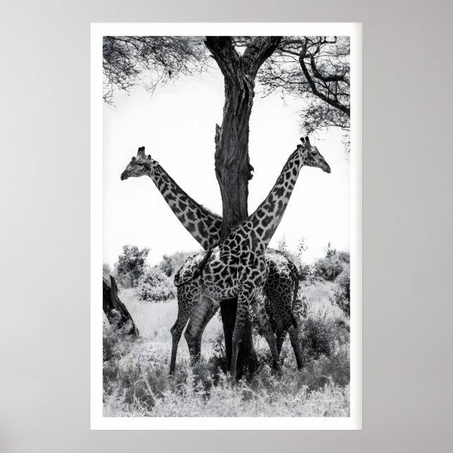 Impresión de fotografía de vida silvestre, jirafas (Frente)