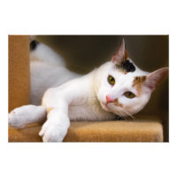Impresión de fotografías de gato de calico blanco