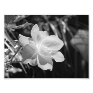 Impresión de fotografías en blanco y negro