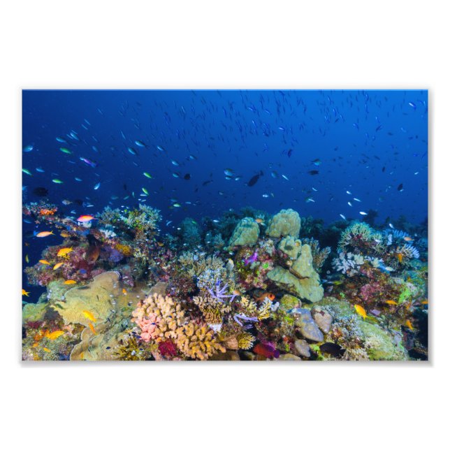 Impresión de fotografías en el mar de Coral (Frente)