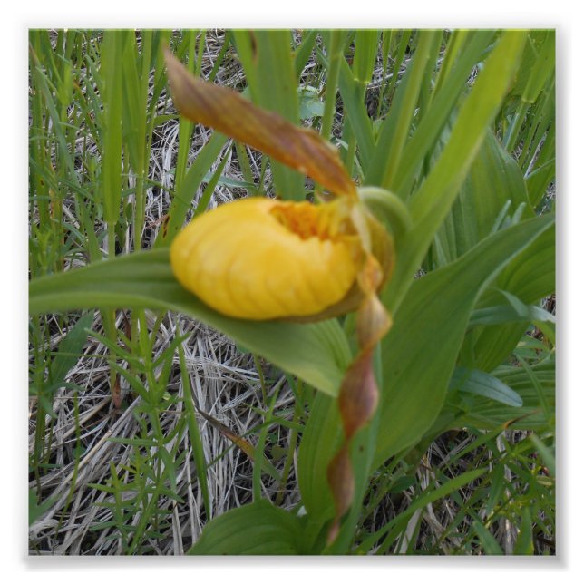 Impresión de fotos 6x6 (Frente)