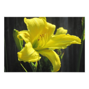 Impresión de fotos de amarillas amarillas brillant