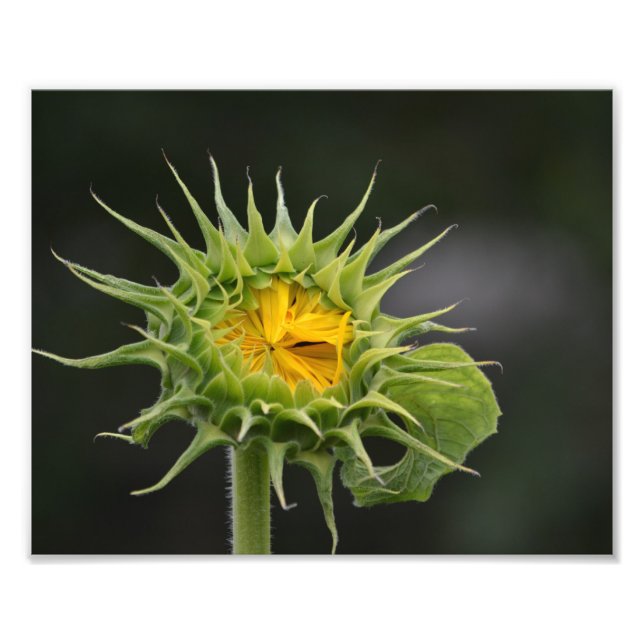 Impresión de fotos de brotes de girasol (Frente)