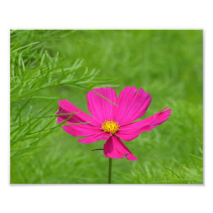 Impresión de fotos de flores de cosmos rosados