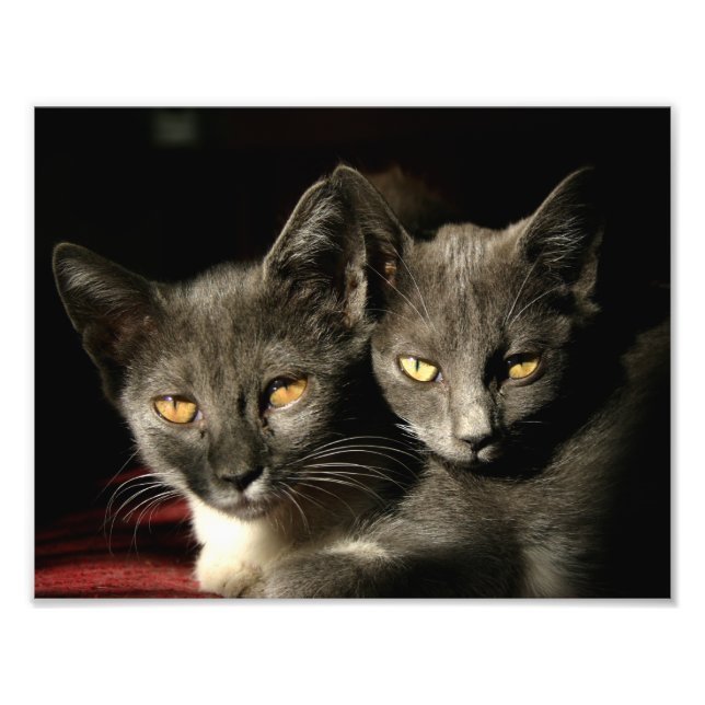 Impresión de fotos de gatos (Frente)