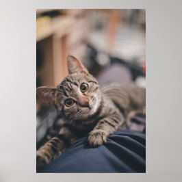 Impresión de fotos de gatos en fichas