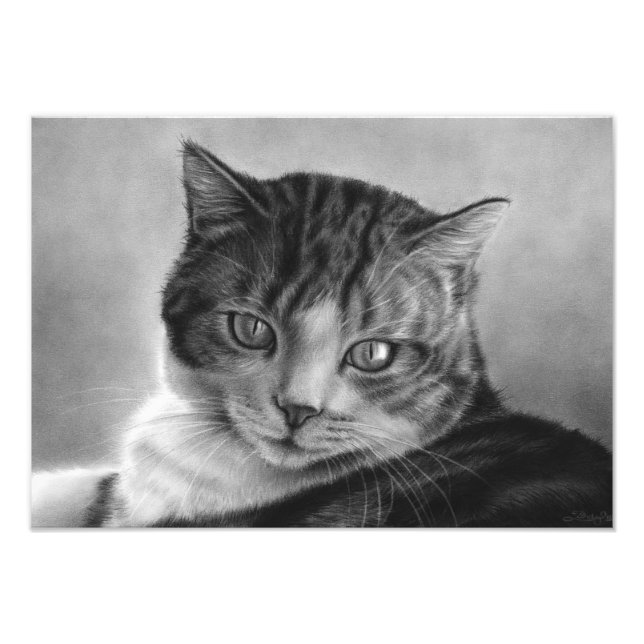 Impresión de fotos de gatos por las tardes perezos (Frente)